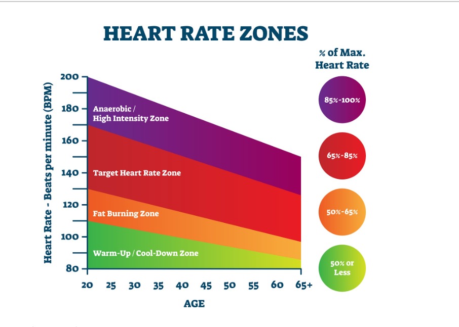 Weight loss zone heart rate illustration showing Zone 2 training where the body burns stored fat as primary fuel.